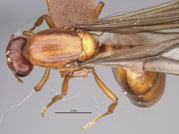Media type: image;   Entomology 20971 Aspect: habitus dorsal view